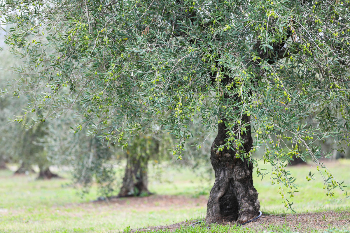 L'eccezionale olio di Palazzo Varignana